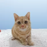 アメリカンショートヘア【栃木県・男の子・2025年3月10日・レッドタビー】の写真4