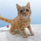 アメリカンショートヘア【栃木県・男の子・2025年3月10日・レッドタビー】の写真5