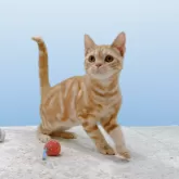 アメリカンショートヘア【栃木県・男の子・2025年3月10日・レッドタビー】の写真5