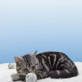 アメリカンショートヘア【栃木県・男の子・2024年6月20日・シルバタビー】の写真5