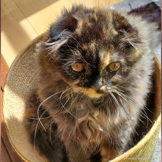 うめちゃん｜小田川　栄二(おだがわ　えいじ)ブリーダー(愛知県・スコティッシュフォールド・ACC登録)の紹介写真4