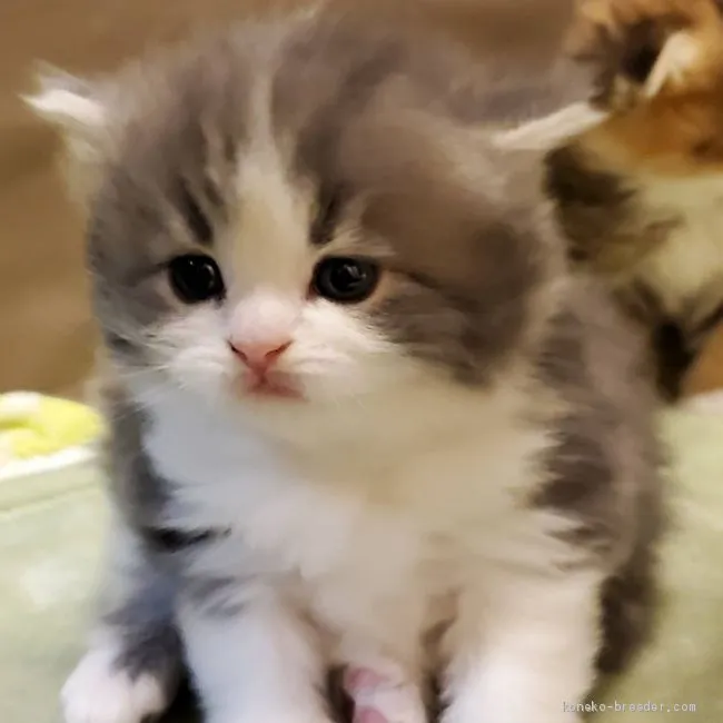 ID：2102-01622の子猫