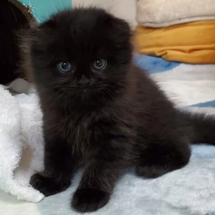 ID:2403-02663の子猫