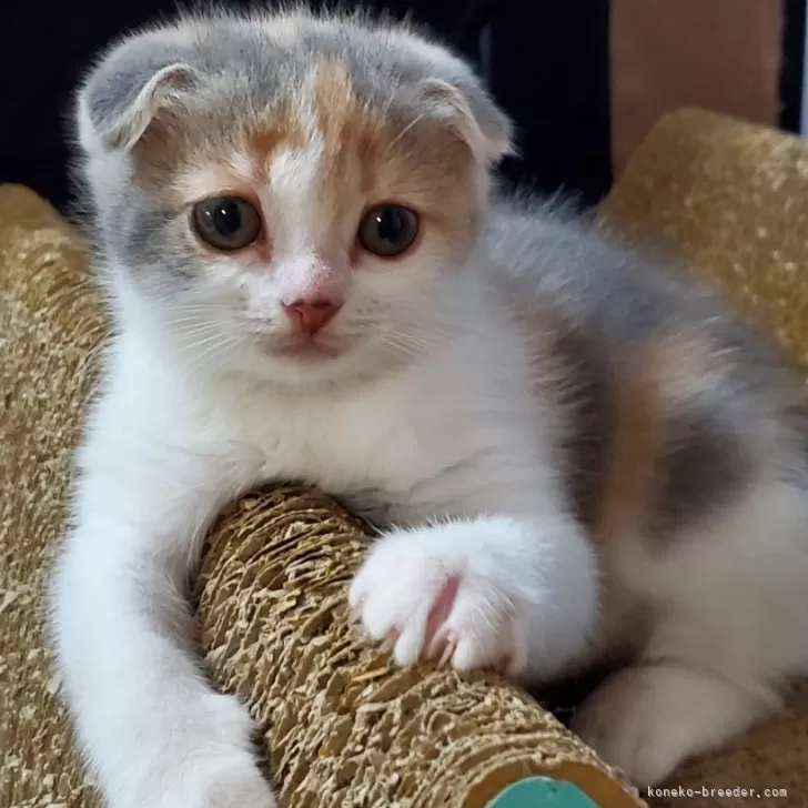 ID:2403-00021の子猫