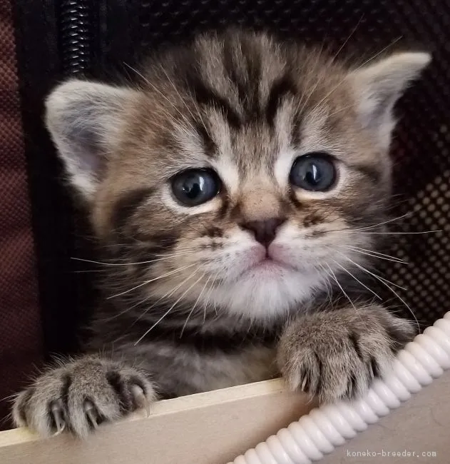 ID:1710-01231の子猫