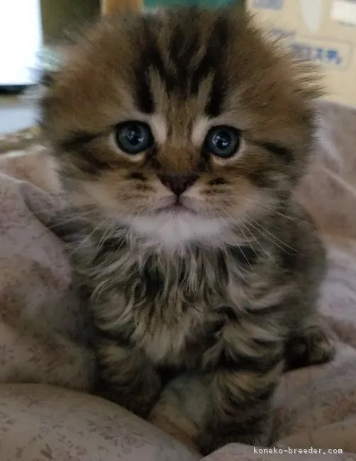 ID：1710-00389の子猫