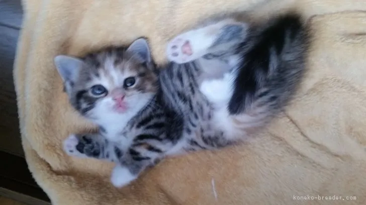 ID:1710-01234の子猫