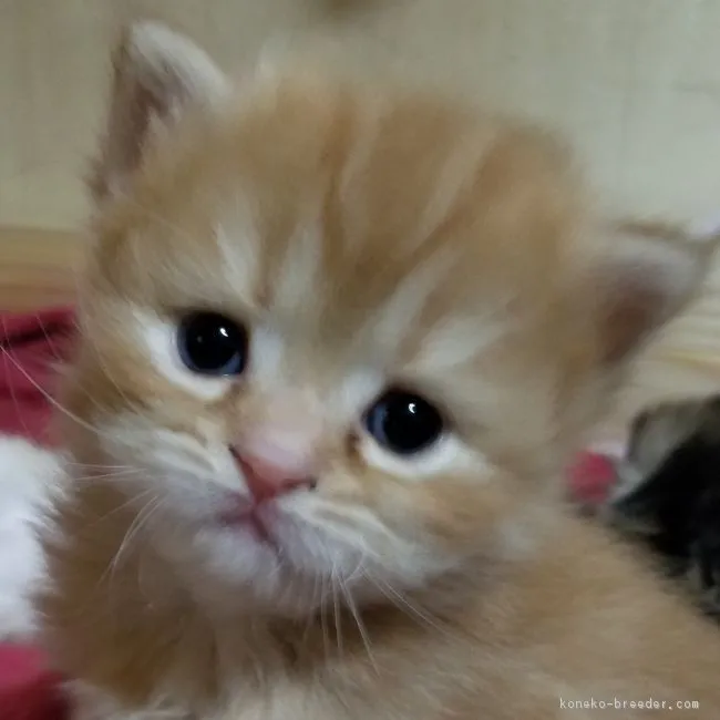 ID：1805-00619の子猫