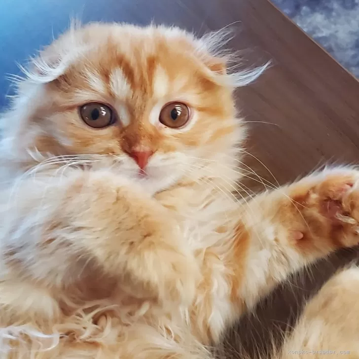 みつくん 様のお迎えした子猫