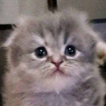 スコティッシュフォールド(折れ耳)【愛知県・女の子・2023年11月20日・長毛（シルバータビー）】の写真「とても人懐っこくて可愛いですよ！」