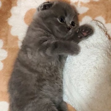 スコティッシュフォールド(折れ耳)【愛知県・女の子・2023年10月22日・ブルータビー（とても柔らかいですよ！）】の写真「とても人懐っこくて可愛いですよ」