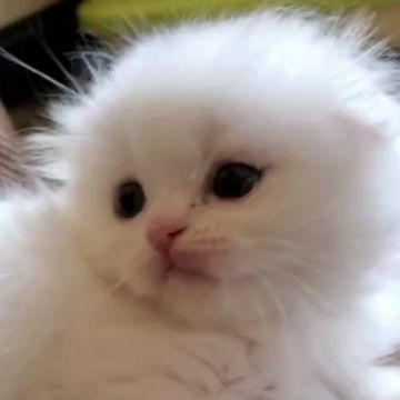 スコティッシュフォールド(折れ耳)【愛知県・男の子・2021年5月1日・ホワイト】の写真「まっしろな長毛ですよ」