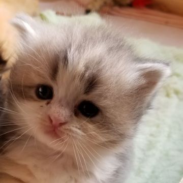 スコティッシュフォールド(立ち耳)【愛知県・女の子・2018年5月5日・ダイリュートキャリコ（ふわふわの長毛です）】の写真「とても人懐っこくて可愛いですよ」