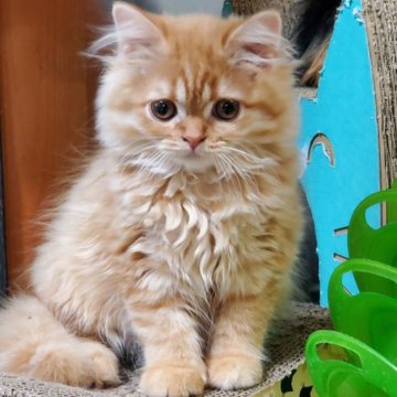 スコティッシュフォールド(折れ耳)【愛知県・女の子・2024年3月5日・レッドタビー（柔らかいですよ！）】の写真「とても人懐っこくて可愛いですよ！」