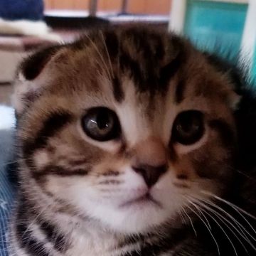 スコティッシュフォールド(折れ耳)【愛知県・男の子・2018年4月3日・ブラウンタビー】の写真「とても人懐っこくて綺麗に耳が寝てますよ」