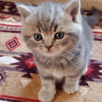 スコティッシュフォールド(立ち耳)【愛知県・女の子・2022年10月22日・シルバータビー】の写真「とても人懐っこくて可愛いですよ」