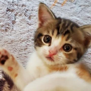 スコティッシュフォールド(立ち耳)【愛知県・女の子・2022年6月19日・キャリコ】の写真「とても人懐っこくて可愛いですよ！」