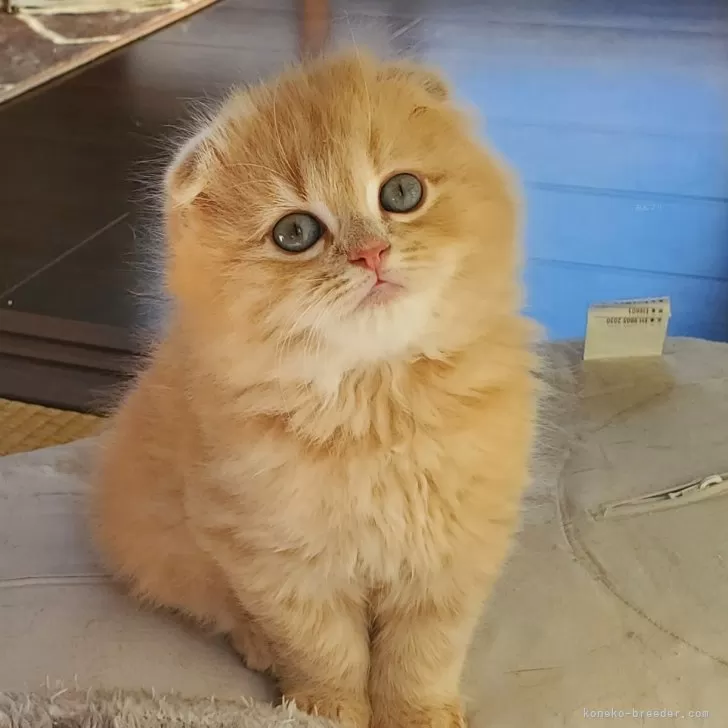 ID:2412-00045の子猫