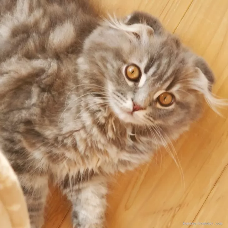 ID:2412-01549の子猫
