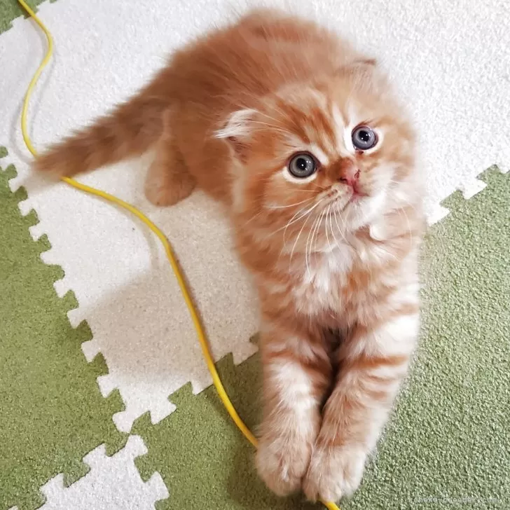 スコティッシュフォールド(折れ耳)【愛知県・男の子・2025年9月14日・レッドタビー】の写真1