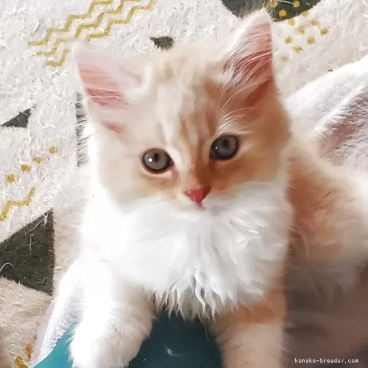 ID:2503-01436の子猫