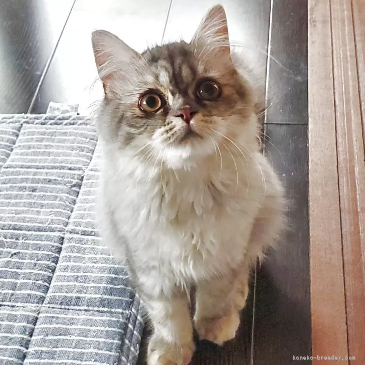 ID:2502-01346の子猫