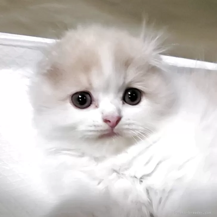 ID：2509-00760の子猫