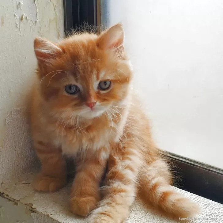 ID：2503-00804の子猫