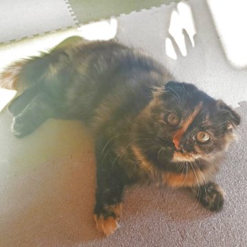 スコティッシュフォールド(折れ耳)【愛知県・女の子・2025年8月1日・トーティ（柔らかい長毛ですよ）】の写真「長毛でとても人懐っこくて可愛いですよ！」