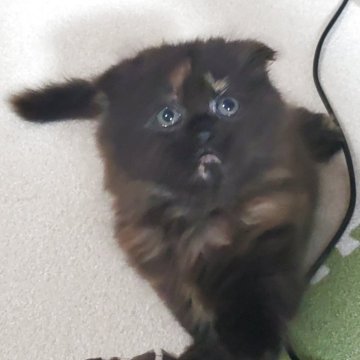 スコティッシュフォールド(折れ耳)【愛知県・女の子・2025年9月14日・トーティー（柔らかいですよ！）】の写真「とても人懐っこくて可愛いですよ」