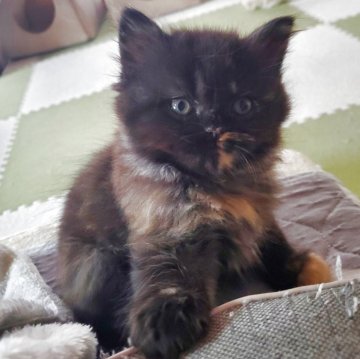 スコティッシュフォールド(立ち耳)【愛知県・女の子・2025年9月14日・トーティー（柔らかいですよ）】の写真「とても人懐っこくて可愛いですよ」