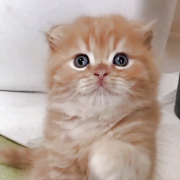 スコティッシュフォールド(折れ耳)【愛知県・男の子・2025年9月14日・レッドタビー(柔らかいですよ)】の写真「とても人懐っこくて可愛いですよ」