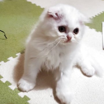 スコティッシュフォールド(折れ耳)【愛知県・女の子・2025年9月14日・ホワイト（まっ白な長毛で柔らかいですよ）】の写真「まっ白な長毛で成長と共にゴージャスになると思います」