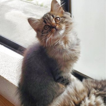 スコティッシュフォールド(立ち耳)【愛知県・男の子・2025年2月1日・ブラウンタビー（柔らかいですよ）】の写真「とても人懐っこくて可愛いですよ」