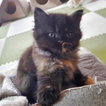 スコティッシュフォールド(立ち耳)【愛知県・女の子・2025年9月14日・トーティー（柔らかいですよ）】の写真「とても人懐っこくて可愛いですよ」