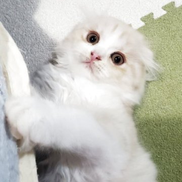 スコティッシュフォールド(折れ耳)【愛知県・男の子・2025年8月27日・クリーム&ホワイト（柔らかいですよ）】の写真「とても人懐っこくて可愛いですよ！」