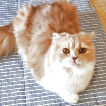 スコティッシュフォールド(折れ耳)【愛知県・女の子・2025年2月5日・クリーム&ホワイト（柔らかいですよ）】の写真「とても人懐っこくて可愛いですよ」