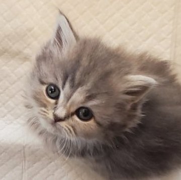 スコティッシュフォールド(立ち耳)【愛知県・女の子・2025年2月1日・ブルータビー（柔らかいですよ）】の写真「とても人懐っこくて可愛いですよ」