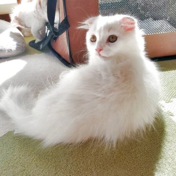 スコティッシュフォールド(折れ耳)【愛知県・男の子・2025年8月1日・ホワイト（柔らかい長毛です！）】の写真「真っ白の長毛でとても人懐っこくて可愛いですよ！」
