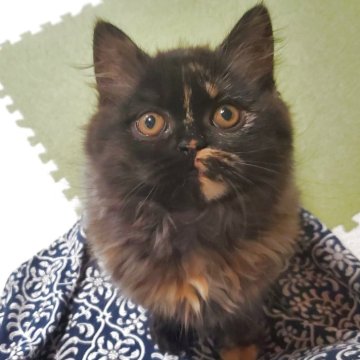 スコティッシュフォールド(立ち耳)【愛知県・女の子・2025年9月14日・トーティー（柔らかいですよ！）】の写真「とても人懐っこくて可愛いですよ」