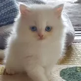 スコティッシュフォールド(立ち耳)【愛知県・女の子・2025年1月11日・ホワイト】の写真1
