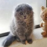 スコティッシュフォールド(折れ耳)