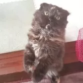 スコティッシュフォールド(折れ耳)