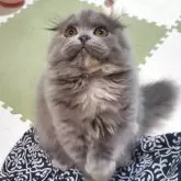 スコティッシュフォールド(折れ耳)