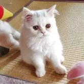 スコティッシュフォールド(立ち耳)