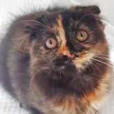 スコティッシュフォールド(折れ耳)