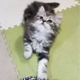 スコティッシュフォールド(立ち耳)