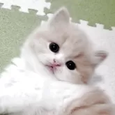 スコティッシュフォールド(立ち耳)