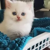 スコティッシュフォールド(立ち耳)【愛知県・女の子・2025年1月11日・ホワイト】の写真2