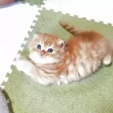 スコティッシュフォールド(折れ耳)【愛知県・男の子・2025年9月14日・レッドタビー】の写真6